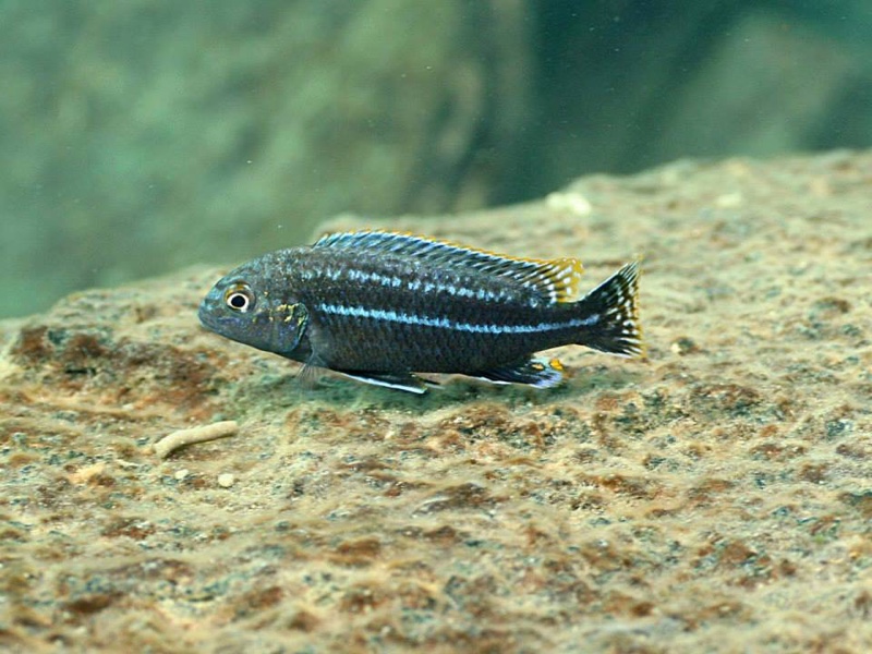 Melanochromis dialeptos 'Gome Rock'